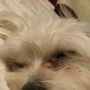 Meet your Posher, Samaya